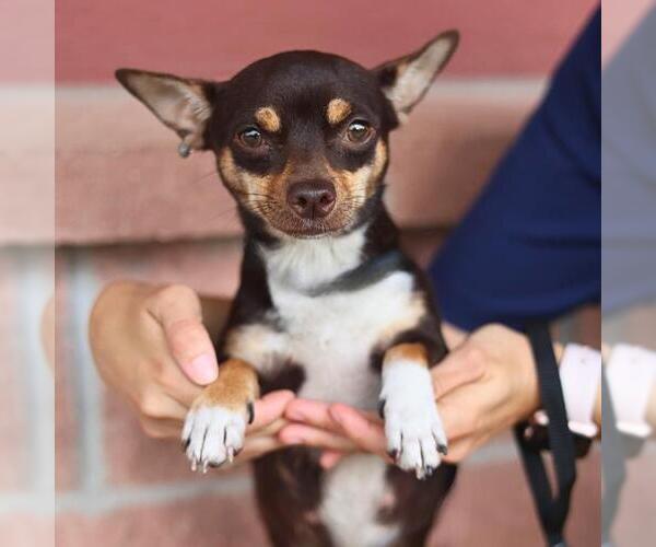 Medium Photo #1 Chihuahua Puppy For Sale in San Antonio, TX, USA