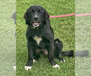 Retriever -Unknown Mix Dogs for adoption in Columbus, IN, USA