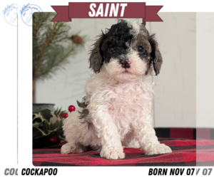 Medium Cockapoo (Miniature)