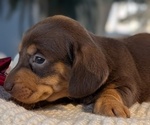 Small #11 Dachshund