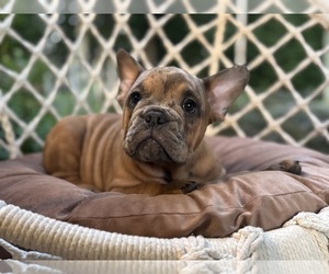 English Bulldog-French Bulldog Mix Puppy for sale in NEWTON, NJ, USA