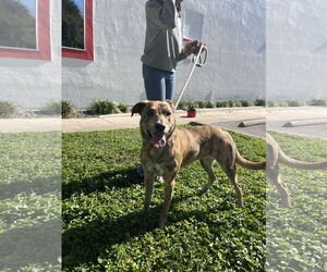 Labrador Retriever-Plott Hound Mix Dogs for adoption in Sanford, FL, USA