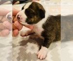 Small Photo #8 Basenji Puppy For Sale in TEXARKANA, TX, USA