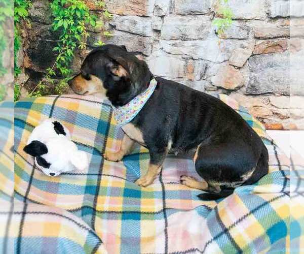 Medium Photo #4 Jackshund Puppy For Sale in Kennesaw, GA, USA