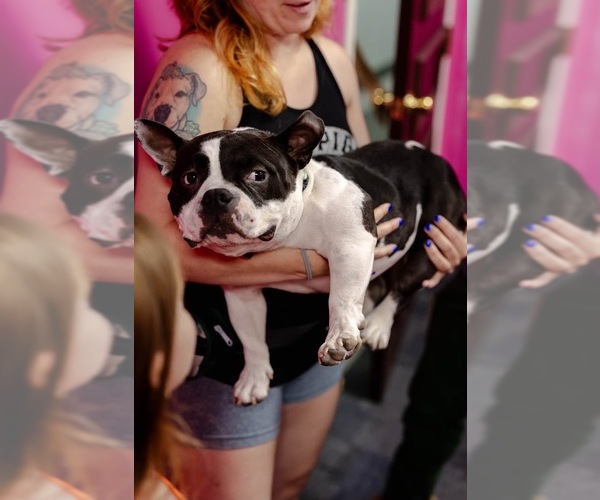 Medium Photo #3 Bulldog-Unknown Mix Puppy For Sale in Shermans Dale, PA, USA
