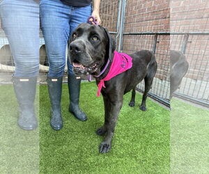 Mutt Dogs for adoption in Goodyear, AZ, USA