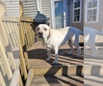 Small Photo #1 Labrador Retriever Puppy For Sale in JACKSONVILLE, NC, USA