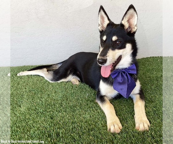 Medium Photo #2 Miniature Pinscher-Siberian Husky Mix Puppy For Sale in San Diego, CA, USA