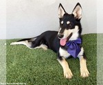 Small Photo #2 Miniature Pinscher-Siberian Husky Mix Puppy For Sale in San Diego, CA, USA