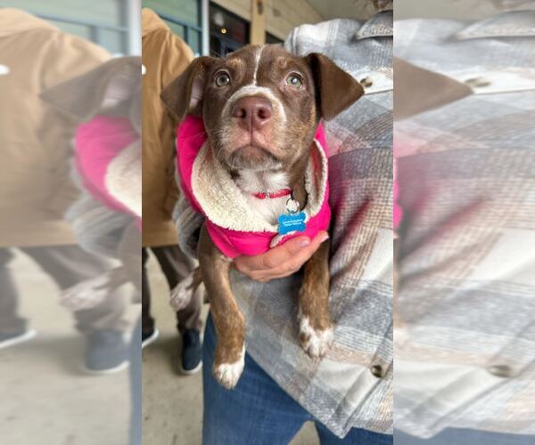 Medium Photo #2 Labrador Retriever-Unknown Mix Puppy For Sale in Silver Spring, MD, USA