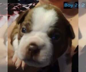 Boston Terrier Puppy for sale in PHENIX CITY, AL, USA