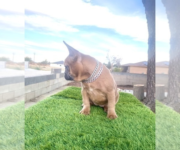 Medium Photo #19 French Bulldog Puppy For Sale in CHATTANOOGA, TN, USA