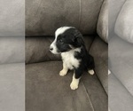 Small Photo #3 Miniature Australian Shepherd Puppy For Sale in BLAND, MO, USA