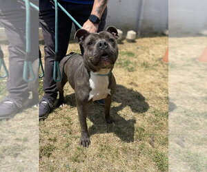 Staffordshire Bull Terrier-Unknown Mix Dogs for adoption in Brewster, NY, USA