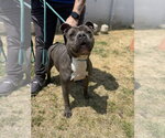 Small Staffordshire Bull Terrier Mix