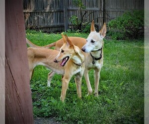 Portuguese Warren Hound Puppy for sale in COLCORD, OK, USA