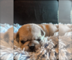 Small Photo #4 Pug Puppy For Sale in DANVILLE, KY, USA