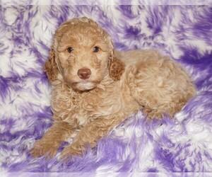 Miniature Labradoodle Puppy for sale in LA HABRA, CA, USA