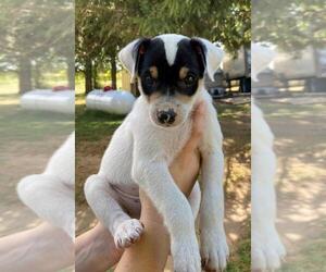 Rat Terrier Puppy for sale in FREDERICKSBG, OH, USA