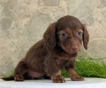Small #3 Dachshund