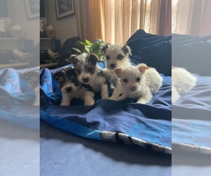 Yorkshire Terrier Puppy for sale in HOUSTON, MO, USA