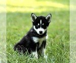 Small #2 Pomsky