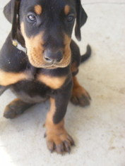 Doberman Pinscher Puppy for sale in FRUITLAND PARK, FL, USA