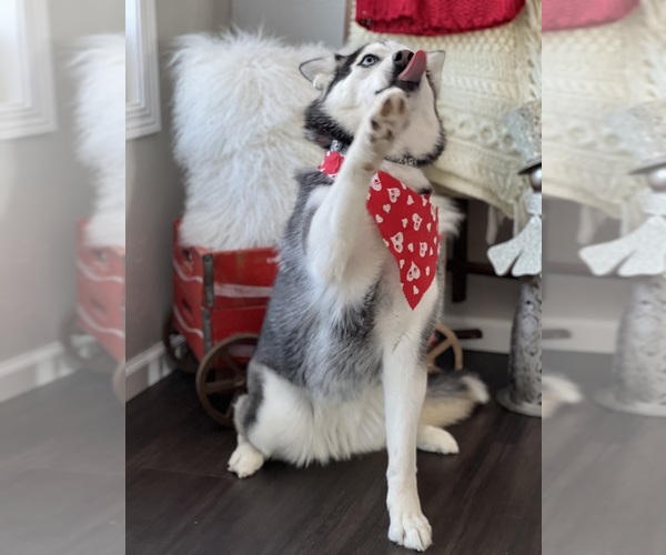 Medium Photo #4 Siberian Husky Puppy For Sale in SHAWANO, WI, USA