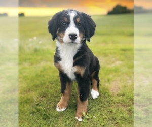 Bernese Mountain Dog Puppy for Sale in BERGHOLZ, Ohio USA