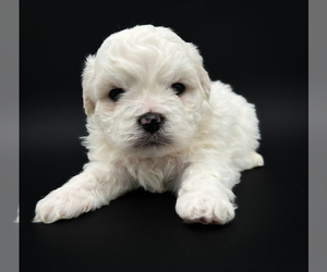 Zuchon Puppy for sale in FAIRBANK, IA, USA