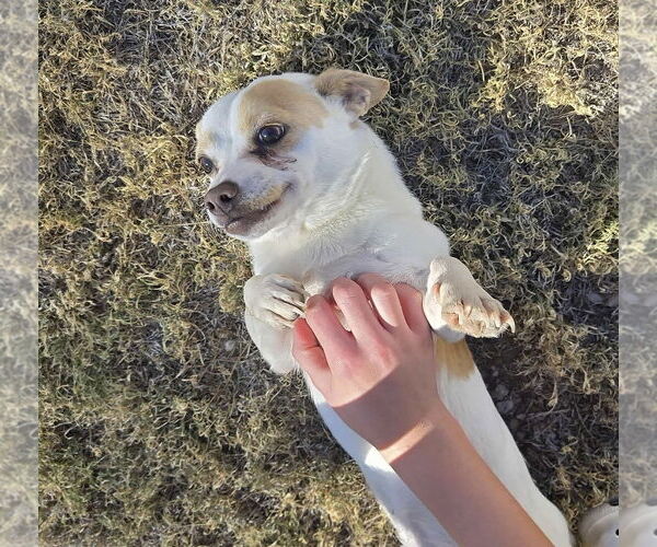 Medium Photo #1 Chihuahua-Unknown Mix Puppy For Sale in Grafton, WI, USA