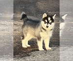 Small Photo #3 Alaskan Klee Kai Puppy For Sale in MOUNTAIN HOME, ID, USA
