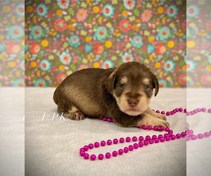 Schnauzer (Miniature) Puppy for sale in WINNSBORO, LA, USA