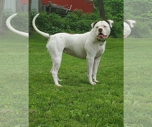 Mother of the American Bulldog puppies born on 09/13/2022