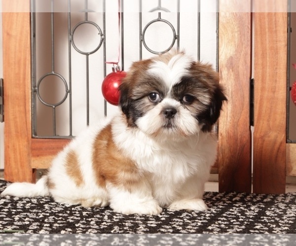 Medium Photo #6 Shih Tzu Puppy For Sale in NAPLES, FL, USA
