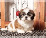 Puppy Rex Shih Tzu