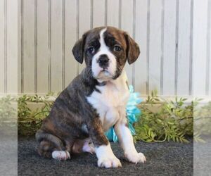 Boston Terrier-Cavalier King Charles Spaniel Mix Puppy for sale in MORGANTOWN, PA, USA