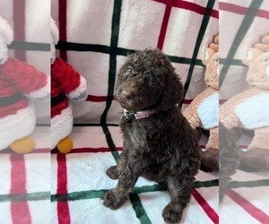 Poodle (Standard) Puppy for sale in ZIMMERMAN, MN, USA