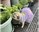 Small #3 Pug