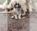 Puppy Puppy 4 Great Pyrenees-Saint Bernard Mix