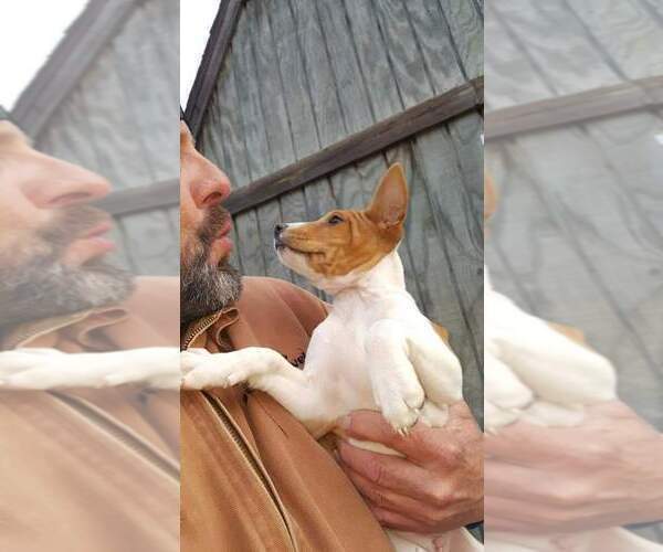 Medium Photo #5 Basenji Puppy For Sale in WINONA, TX, USA