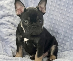 French Bulldog Puppy for sale in DEER PARK, NY, USA