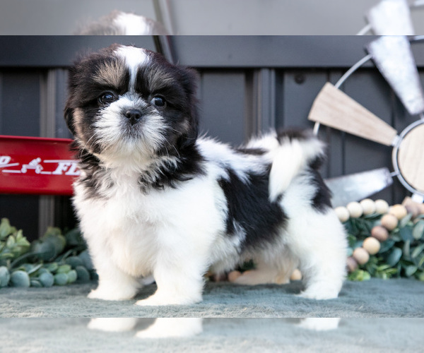 Medium Photo #23 Shih Tzu Puppy For Sale in CLARE, MI, USA