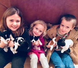 Jack Russell Terrier Puppy for sale in KILL DEVIL HILLS, NC, USA