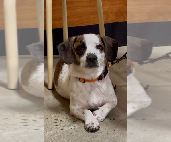 Medium Photo #6 Beagle-Unknown Mix Puppy For Sale in Mooresville, NC, USA