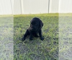 Small Photo #9 Labrador Retriever Puppy For Sale in WEEKI WACHEE, FL, USA