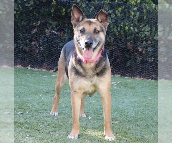 Medium Photo #3 Mutt Puppy For Sale in San Diego, CA, USA