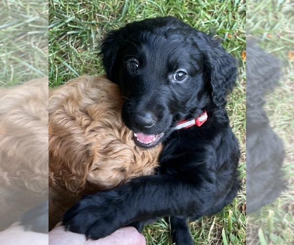 Medium Photo #7 Golden Mountain Doodle  Puppy For Sale in COLUMBIA, MO, USA