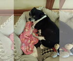 Small #3 Chihuahua Mix