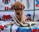 Small Photo #46 Labrador Retriever Puppy For Sale in BUFFALO, NY, USA